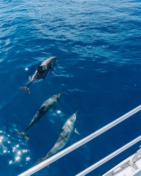 Whale Watching Tenerife: All You Need to Know - Where life is great