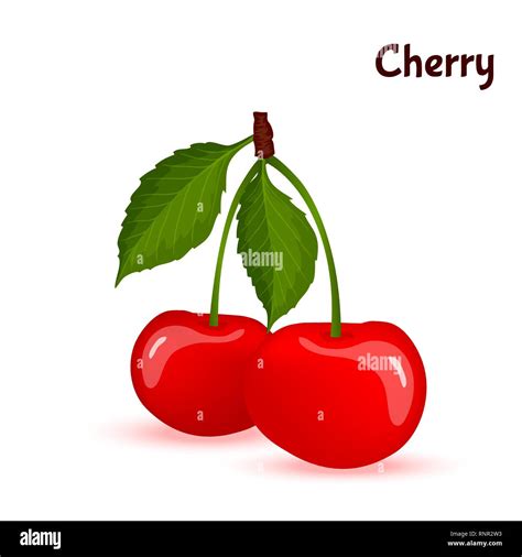 Isolated Cherry Vector Vectors Stock Vector Images Alamy