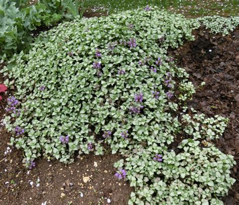 Plantes Vivaces Couvre Sol Fleur De Passion