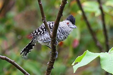 Foto Choca Barrada Do Nordeste Thamnophilus Capistratus Por Ricardo