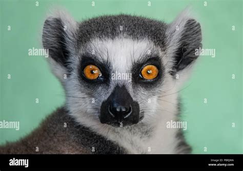 Portrait of a ring tailed lemur Stock Photo - Alamy