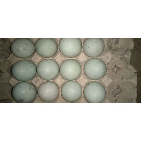 Jual Telur Bebek Telur Asin Shopee Indonesia