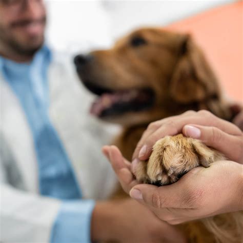 Roundworm Treatment 101 Vip Petcare