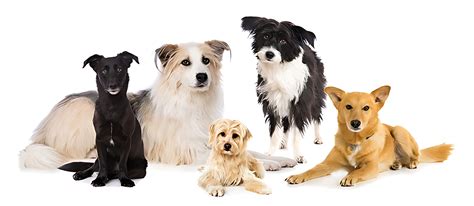 Exploring Canine Variety: Popular Dog Breeds Unveiled