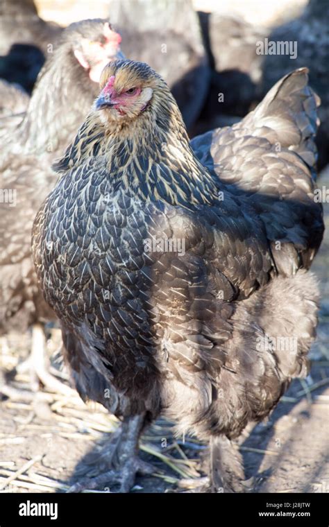 Pinces De Poulet Banque D Image Et Photos Alamy