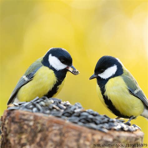 Gestreifte Sonnenblumenkerne 25 Kg Vogelfutter Winterfutter