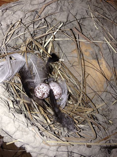 Barn Swallows Nesting Birding In Bc Community