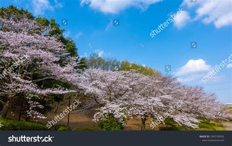 Japanese Spring Cherry Blossom Landscape Stock Photo 1942109932 ...