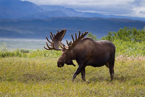 Moose Alces alces BRITISH CLASS Szkoła Językowa Language School