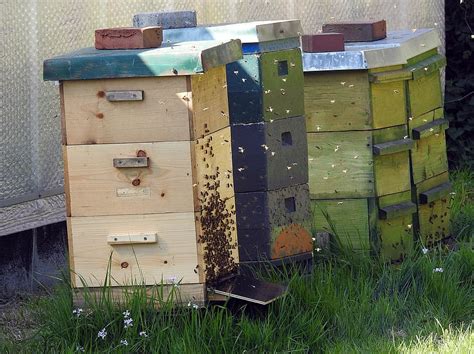 Hd Wallpaper Beekeeper Bee Hives Bee Keeping Bees Honey Bees