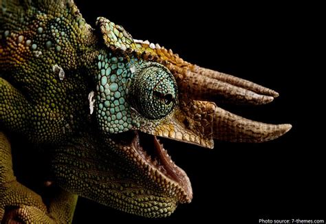 Interesting Facts About Chameleons Just Fun Facts