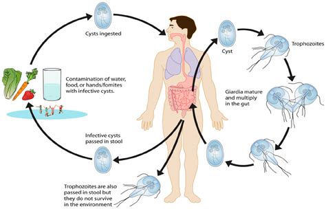 Ijerph Free Full Text Protozoan Parasites In Drinking Water A System Approach For Improved