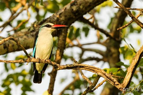 Woodland Kingfisher Wildlife Den South African And Australian