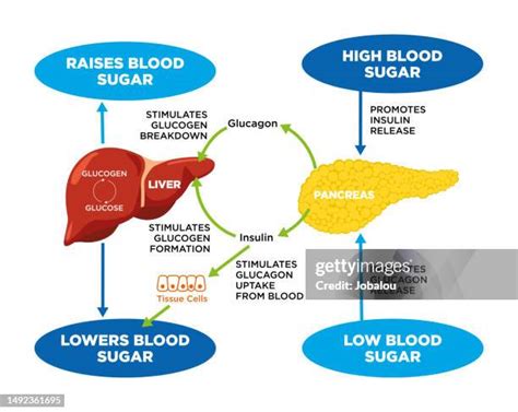 Insulin Glucagon Photos and Premium High Res Pictures - Getty Images