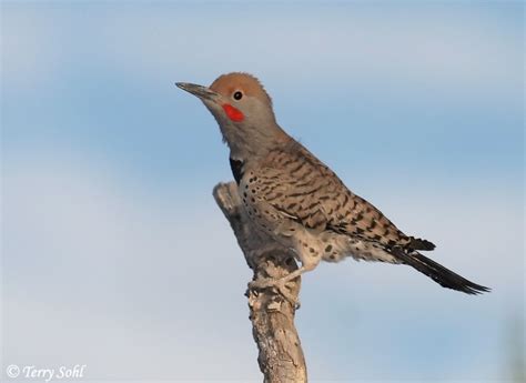 Gilded Flicker Species Information And Photos