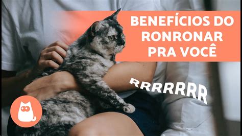 O Que Significa O Ronronar Do Gato - 6 BENEFÍCIOS do ronronar dos GATOS para humanos 🐱 - YouTube