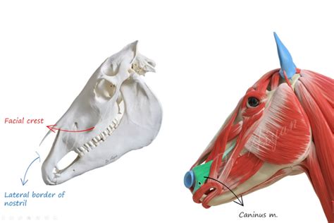 What You Need to Know About Horse Anatomy