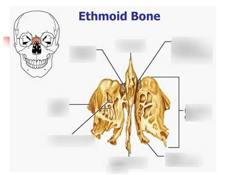 Ethmoid Bone 1 Diagram Quizlet