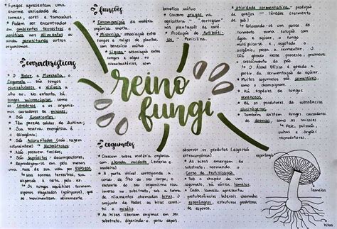 MAPA MENTAL SOBRE REINO FUNGI STUDY MAPS Mapas Mentais Reino Fungi