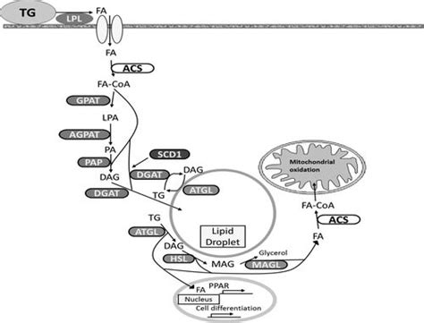 Stearoyl CoA Desaturase Deficiency Increases Fatty Acid 56 OFF