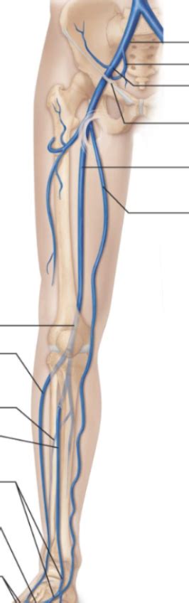 anatomy lab human vessels diagram 14 Diagram | Quizlet