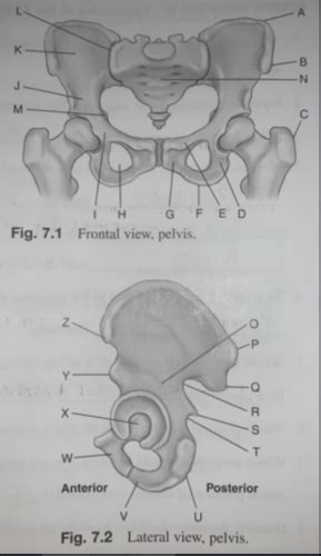 Chapter 7 Femur Pelvic Girdle Workbook Flashcards Quizlet