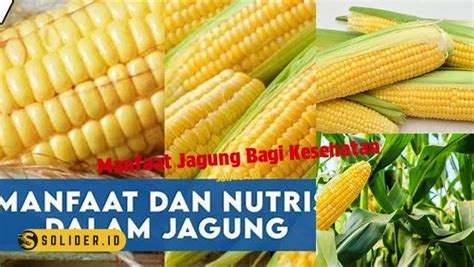 Temukan Manfaat Jagung Yang Perlu Diketahui Untuk Kesehatan Optimal