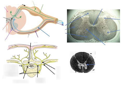 nerve roots and rami Diagram | Quizlet