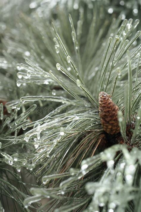 Ramas De Pino Con Agujas Y Conos Helados Hermoso Pino En Invierno