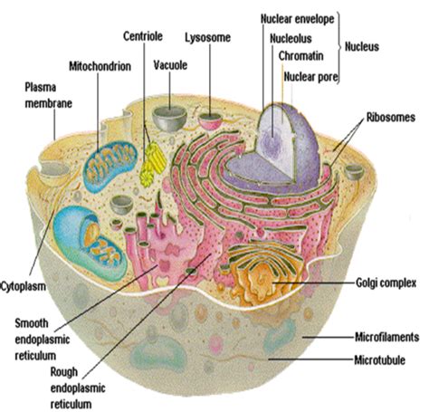 Lecture 3 Chapter 3 Cell Structure And Function Flashcards Quizlet