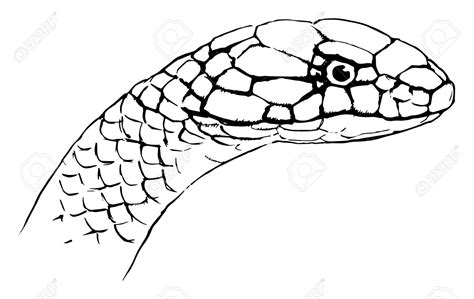 Viper Snake Drawing At Getdrawings Free Download