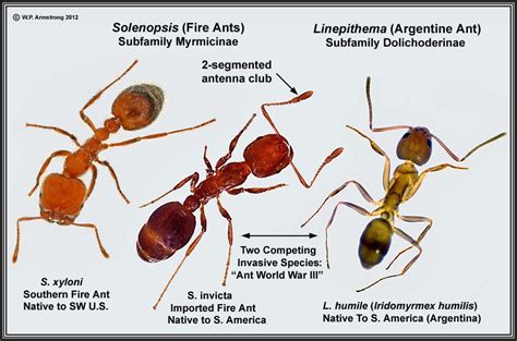 three different types of antelopes with labels describing the ...