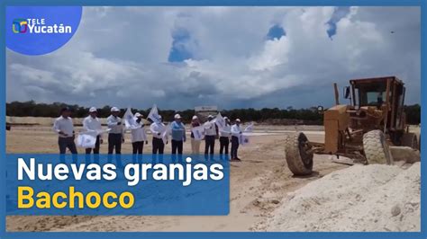 Inicia construcción de granjas de Bachoco en Peto TELE Yucatán