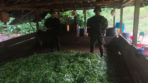 Seis Laboratorios De Coca Fueron Destruidos En El Bajo Cauca