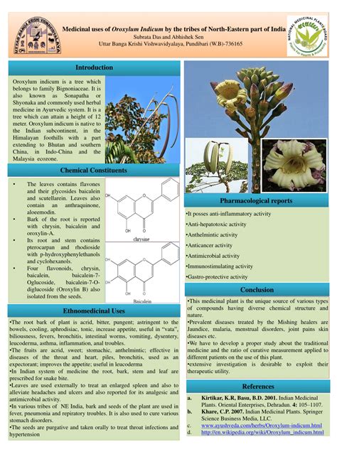 PDF Medicinal Uses Of Oroxylum Indicum By The Tribes Of North Eastern