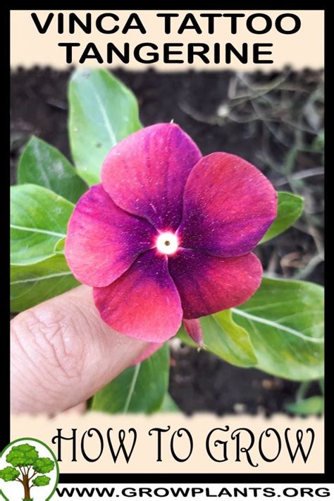 Vinca Tattoo Tangerine How To Grow Care