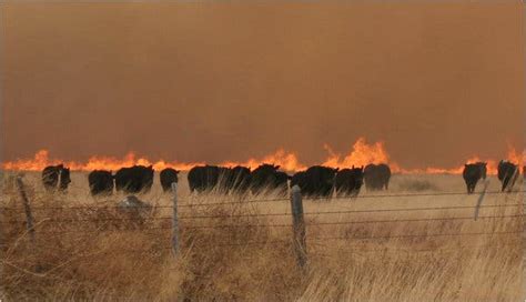 Texas Wildfires Burn Hundreds Of Square Miles The New York Times