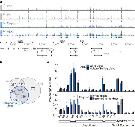 Pr Dub Is Bound At Polycomb Target Genes In Drosophila A Pr Dub Is