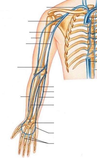 Arm Veins Diagram Quizlet