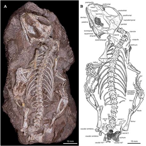 The Postcranial Skeleton Of The Early Triassic Parareptile Sauropareion