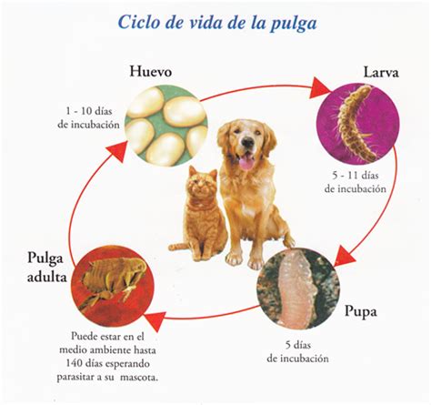 Clínica Veterinaria Galileo Enfermedades