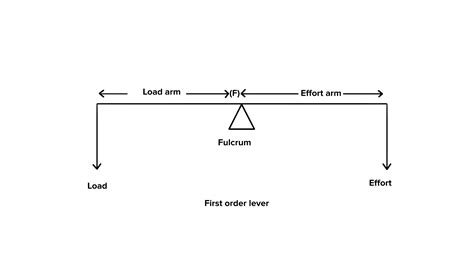 What is a first order lever?