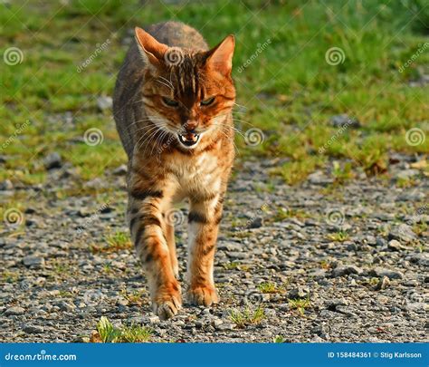 Bengal Cat Walking Time Stock Image Image Of Beautiful 158484361