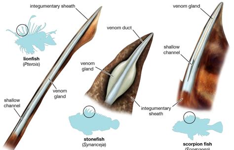 Stone Fish: Types, characteristics, reproduction and more