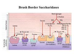 Peave ágazat izgalom brush border enzymes énekel mitológia valóság