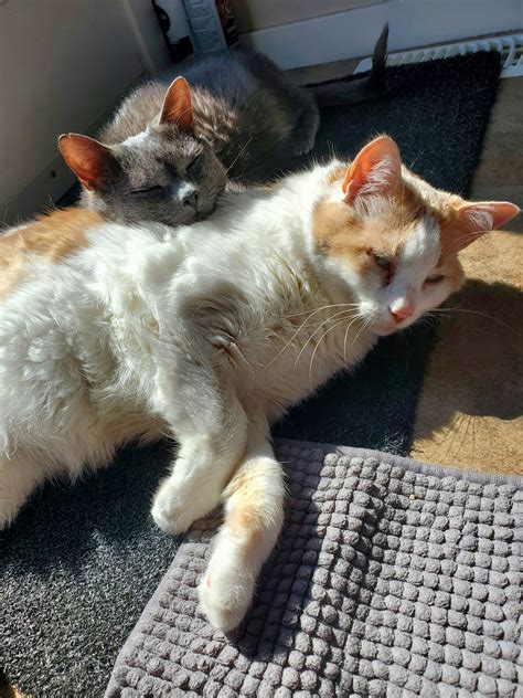 High-tech medical equipment is coming to meow foundation 3