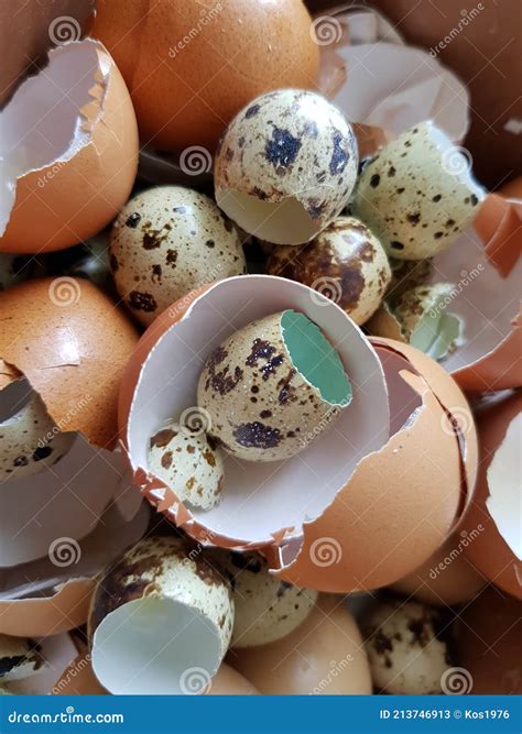 Conchas De Ovos De Galinha E Codorniz Imagem De Stock Imagem De