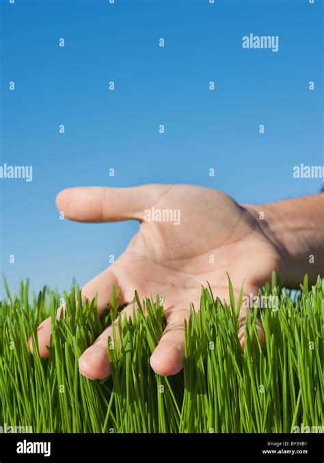 Male Hand Touching Grass Stock Photo Alamy