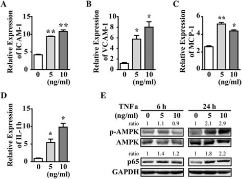 TNF α induced inflammatory factors expression in HUVEC HUVEC was