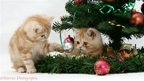 Ginger kittens playing with a Christmas tree photo WP18580